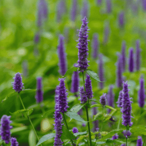 Flores Frescas